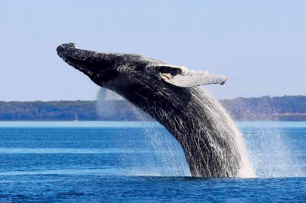 una megattera che salta fuori dall'acqua