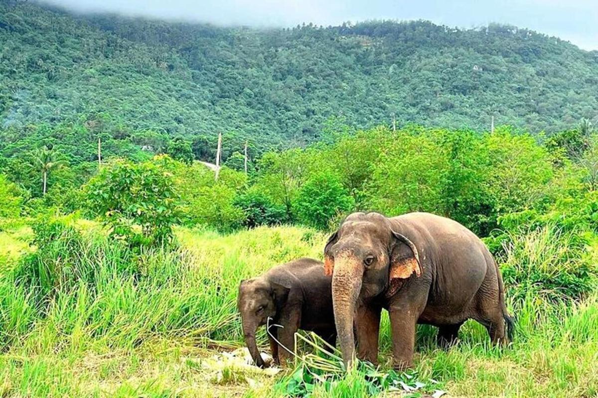 a baby elephant standing next to an adult elephant