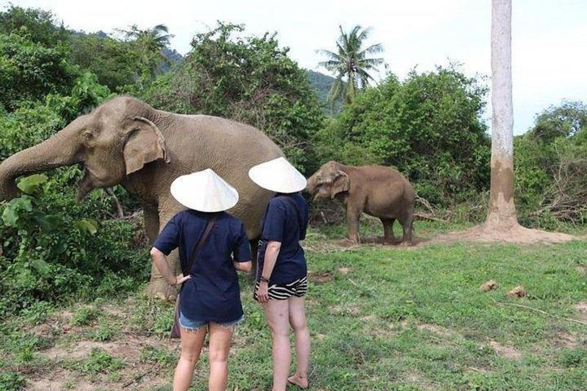two people in hats looking at an elephant