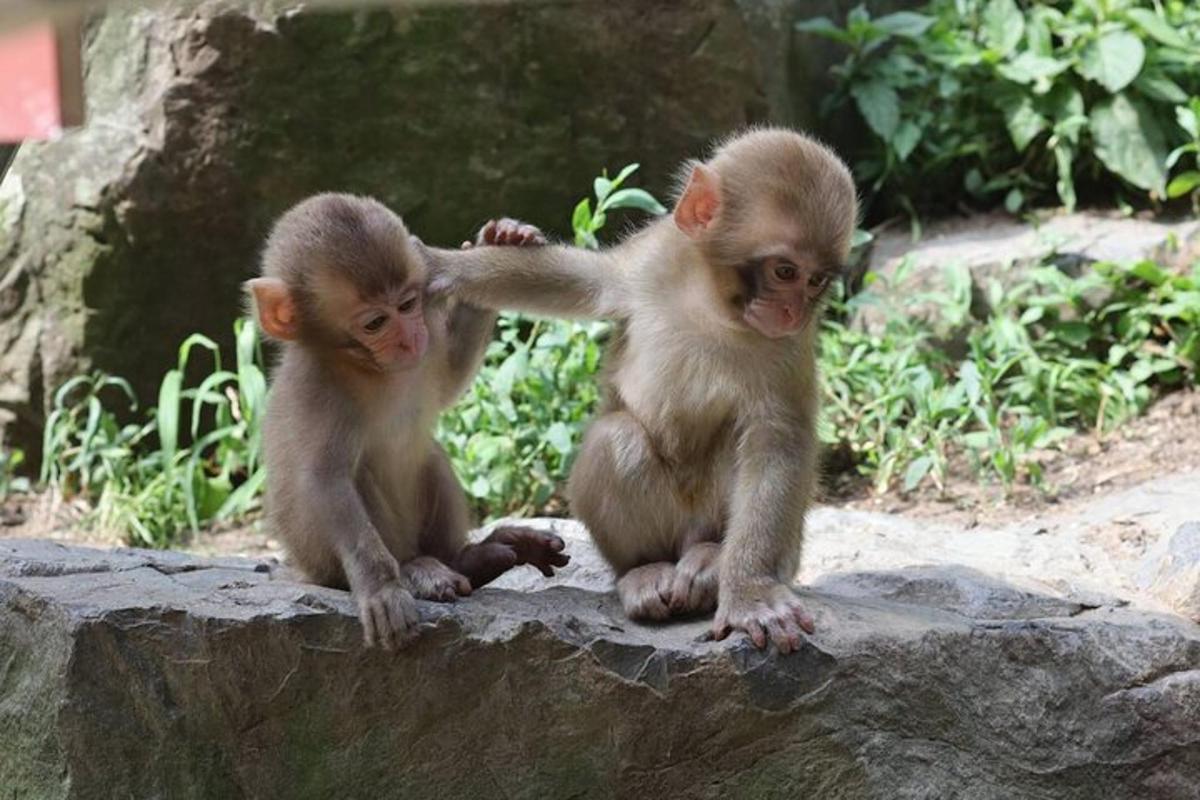 two baby monkeys are sitting on a rock