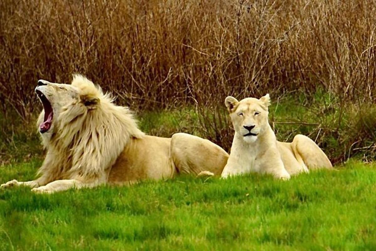 due leoni sdraiati sull'erba in un campo
