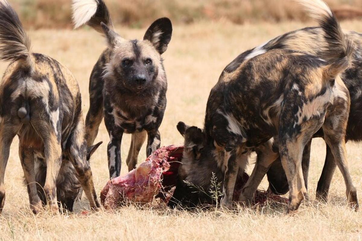 een groep hyena's die met een dood dier spelen