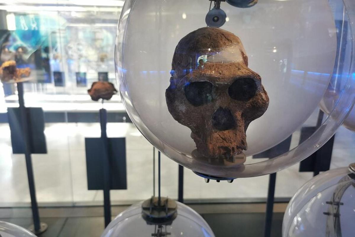 un teschio in una sfera di vetro esposto in un museo