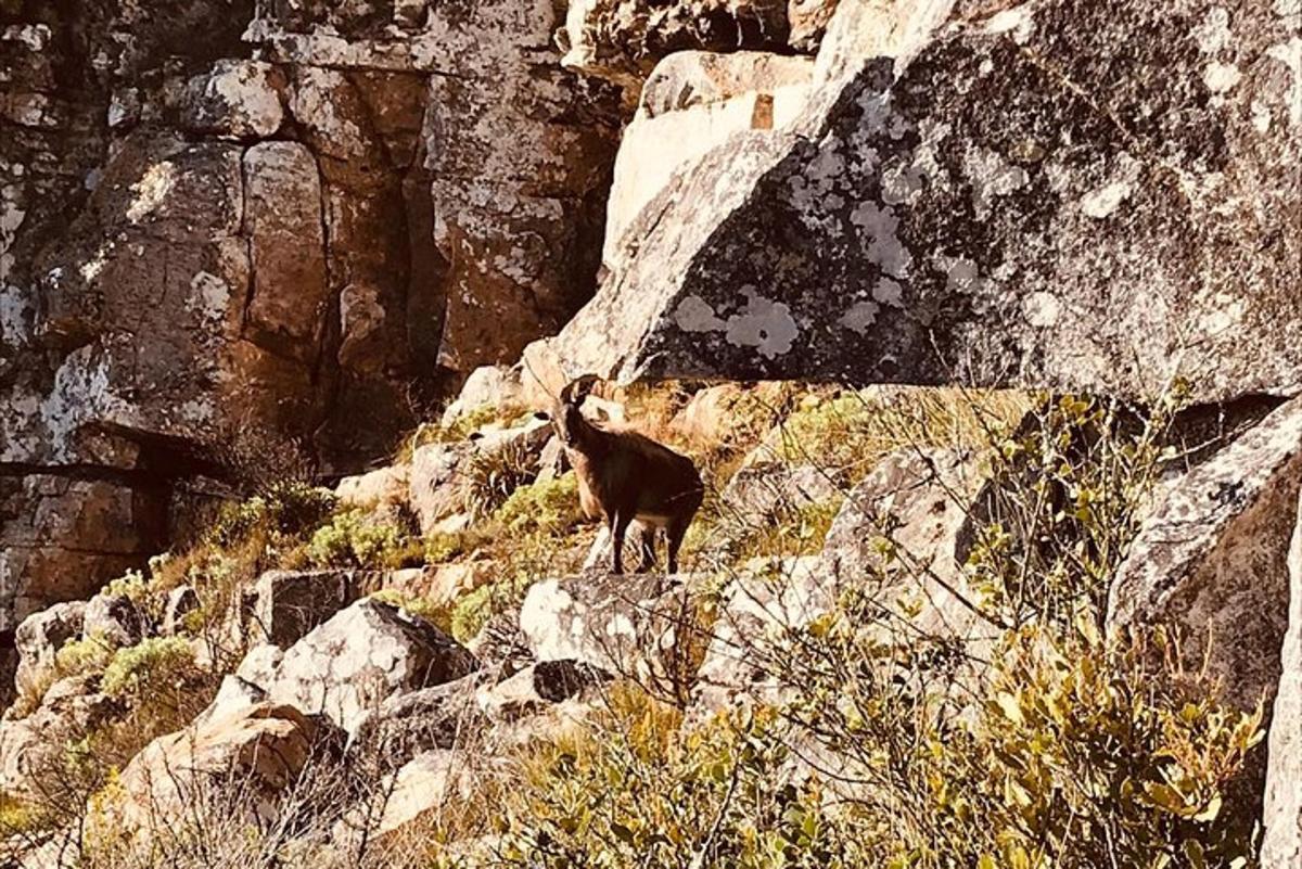 uma cabra parada na encosta de uma montanha rochosa