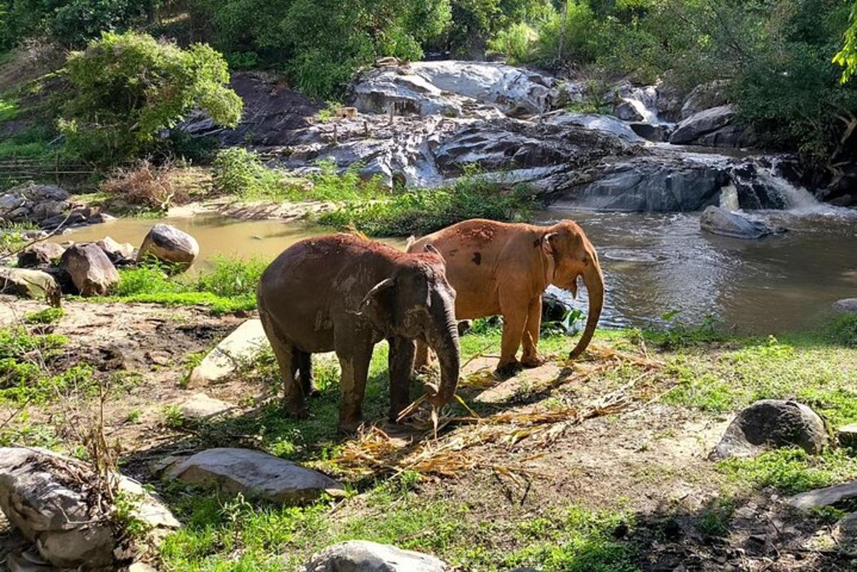 two elephants standing next to a river