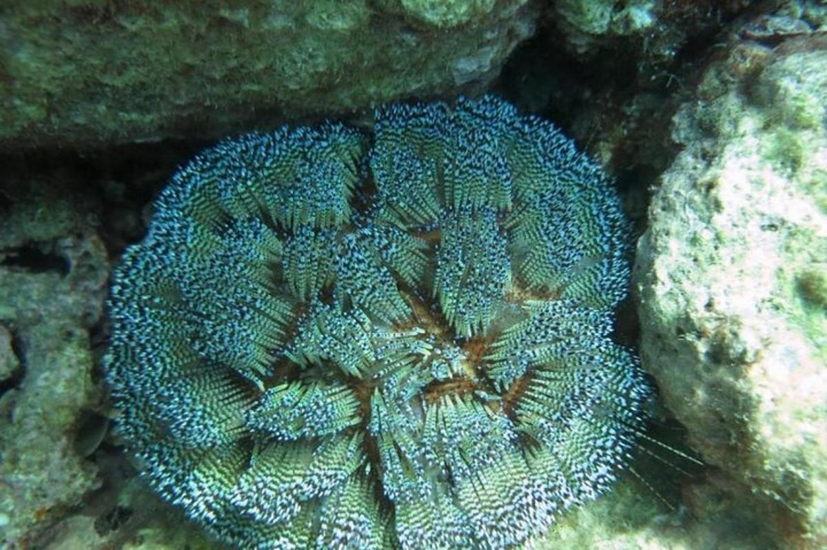 detailný záber veľkej modrej oceánskej špongie