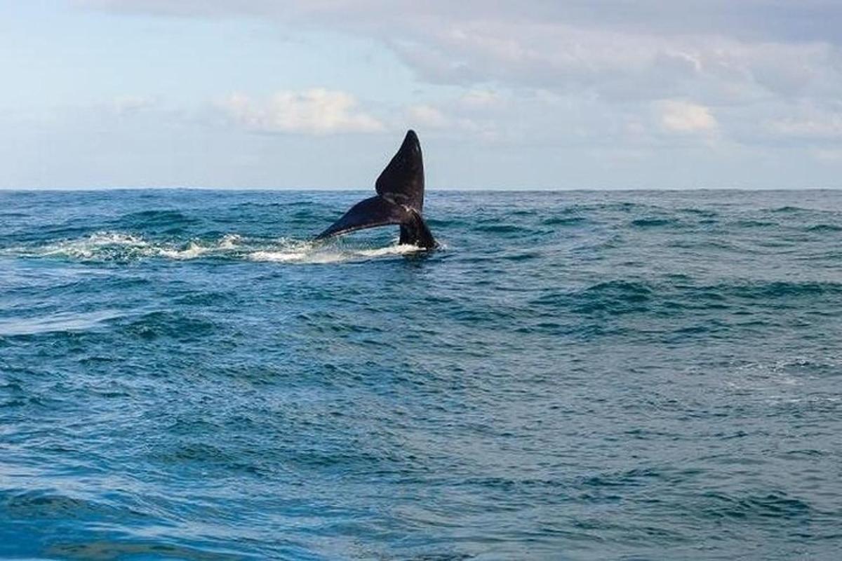 delfin sredi oceana