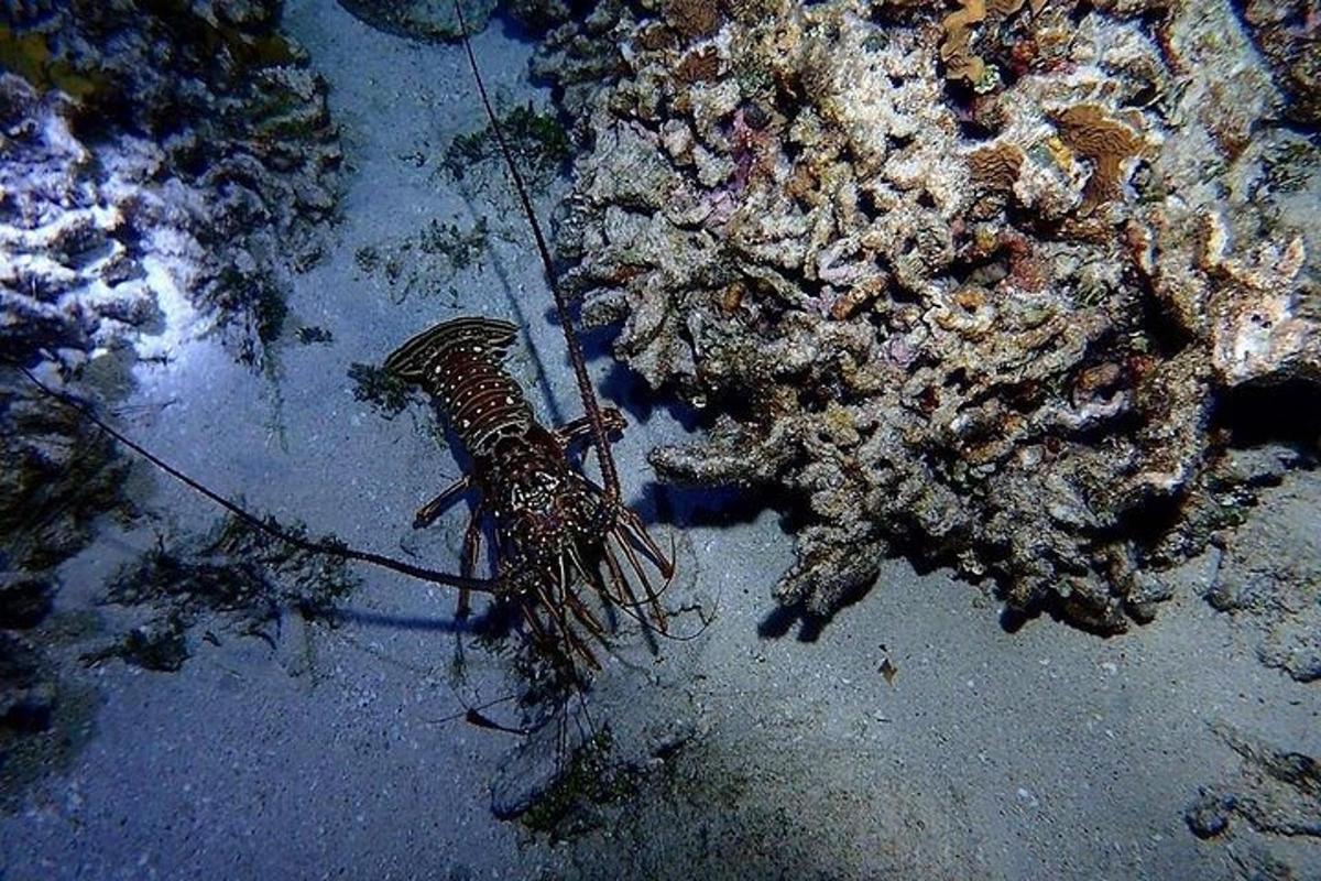 a shrimp is standing next to a coral reef