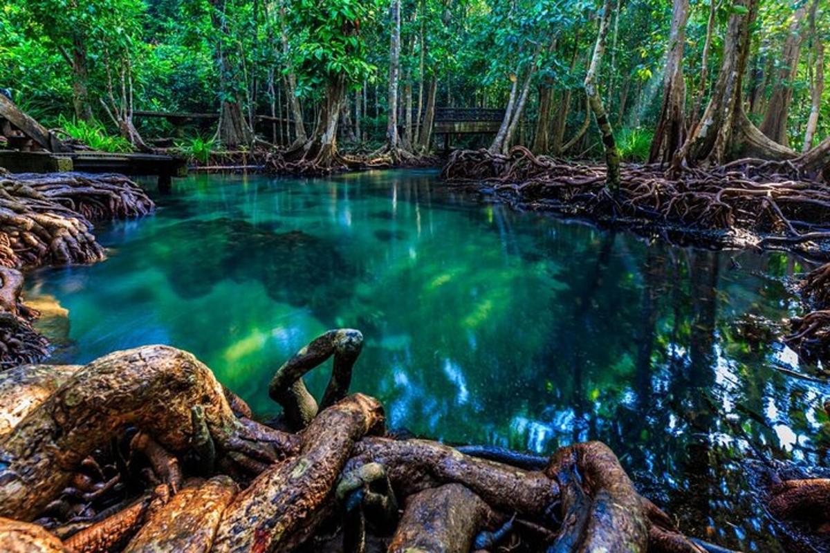лужа воды посреди леса