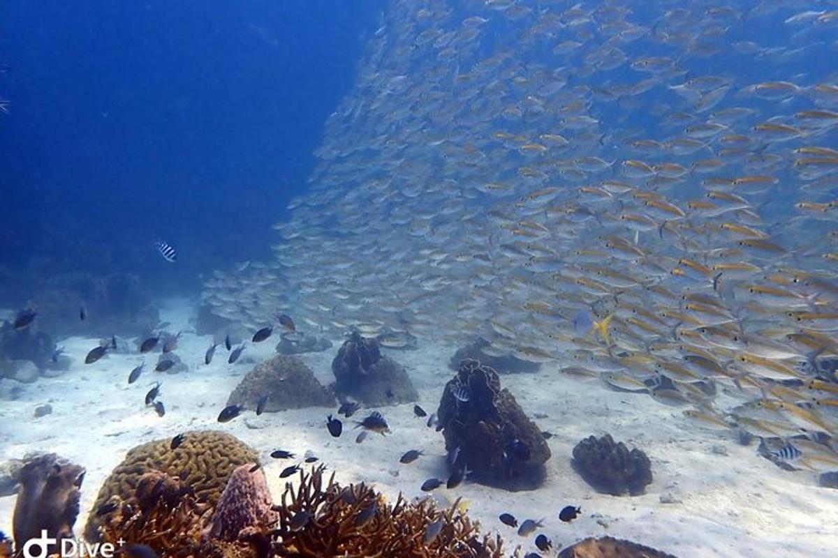 a group of fish swimming in the water