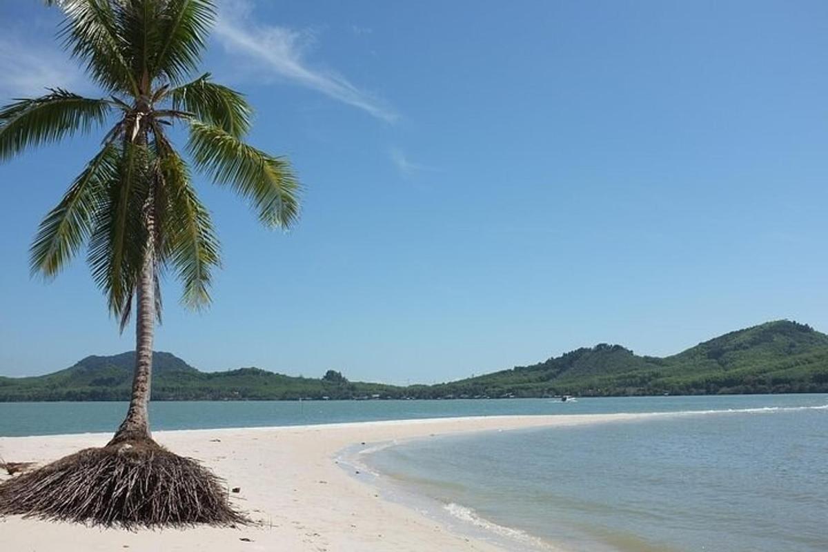 una palma seduta su una spiaggia vicino all'acqua