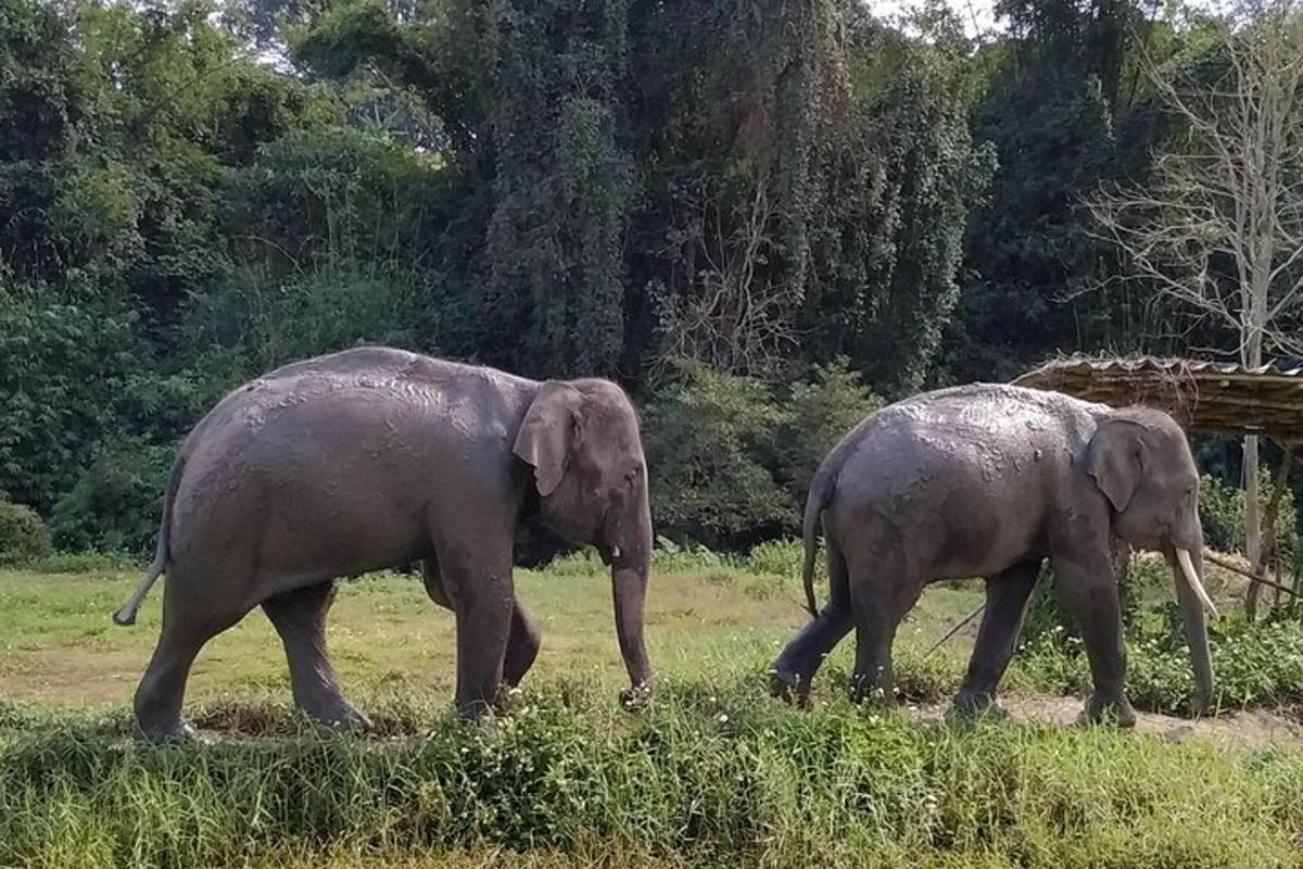 two elephants walking in a field of grass