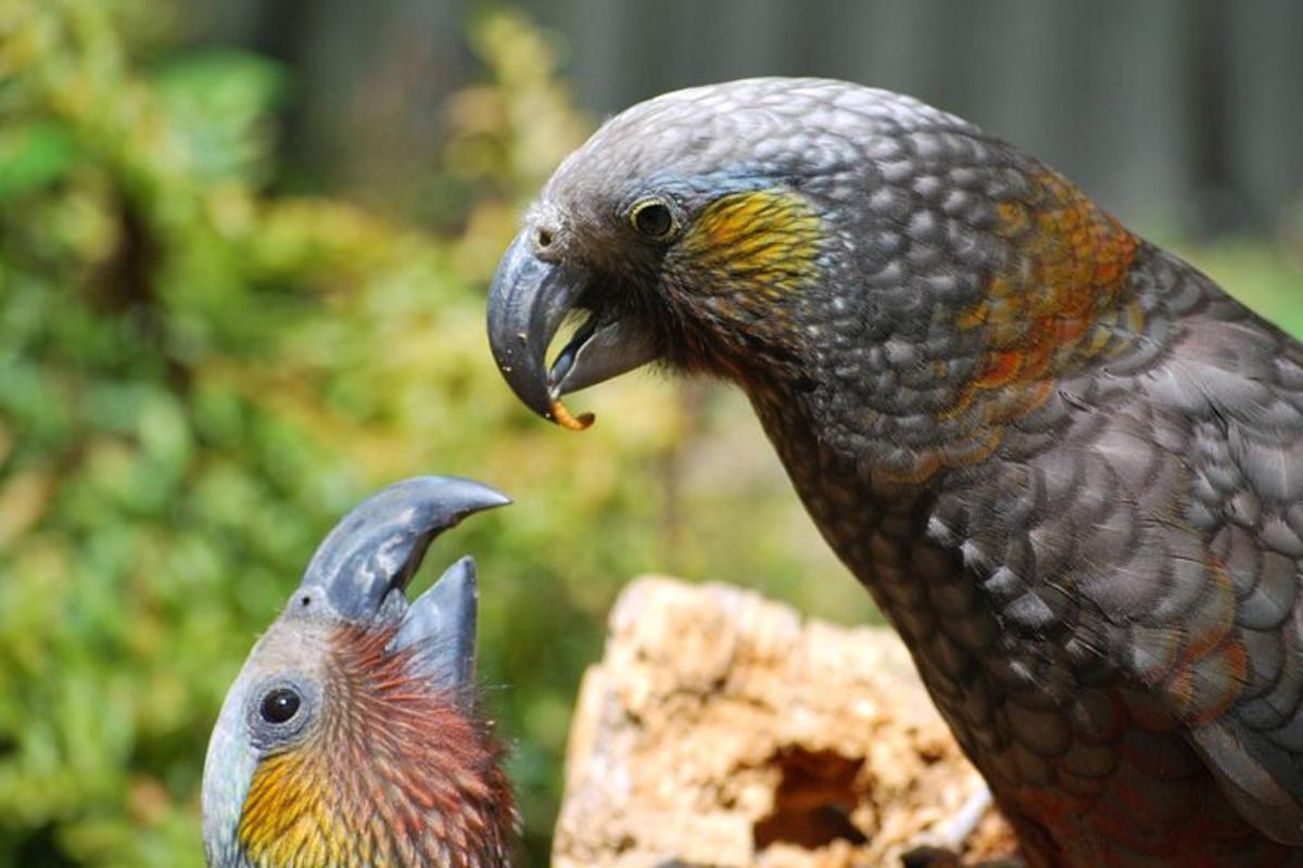 two birds are standing next to each other