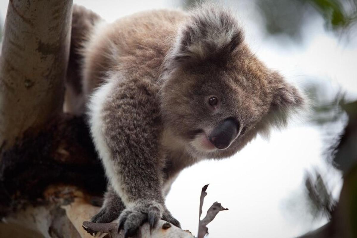 egy koala ül egy faág tetején