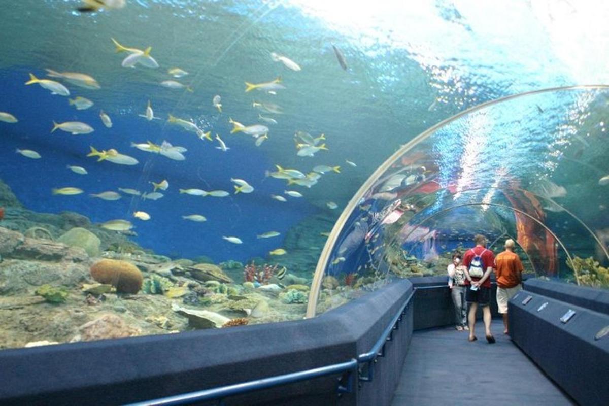 a group of people walking through a large aquarium