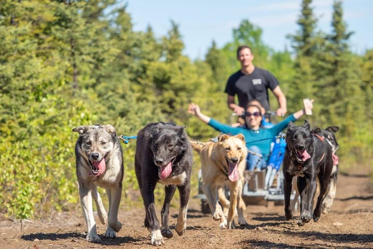 Un grupo de perros corriendo por un camino de tierra con un hombre en un vehículo.