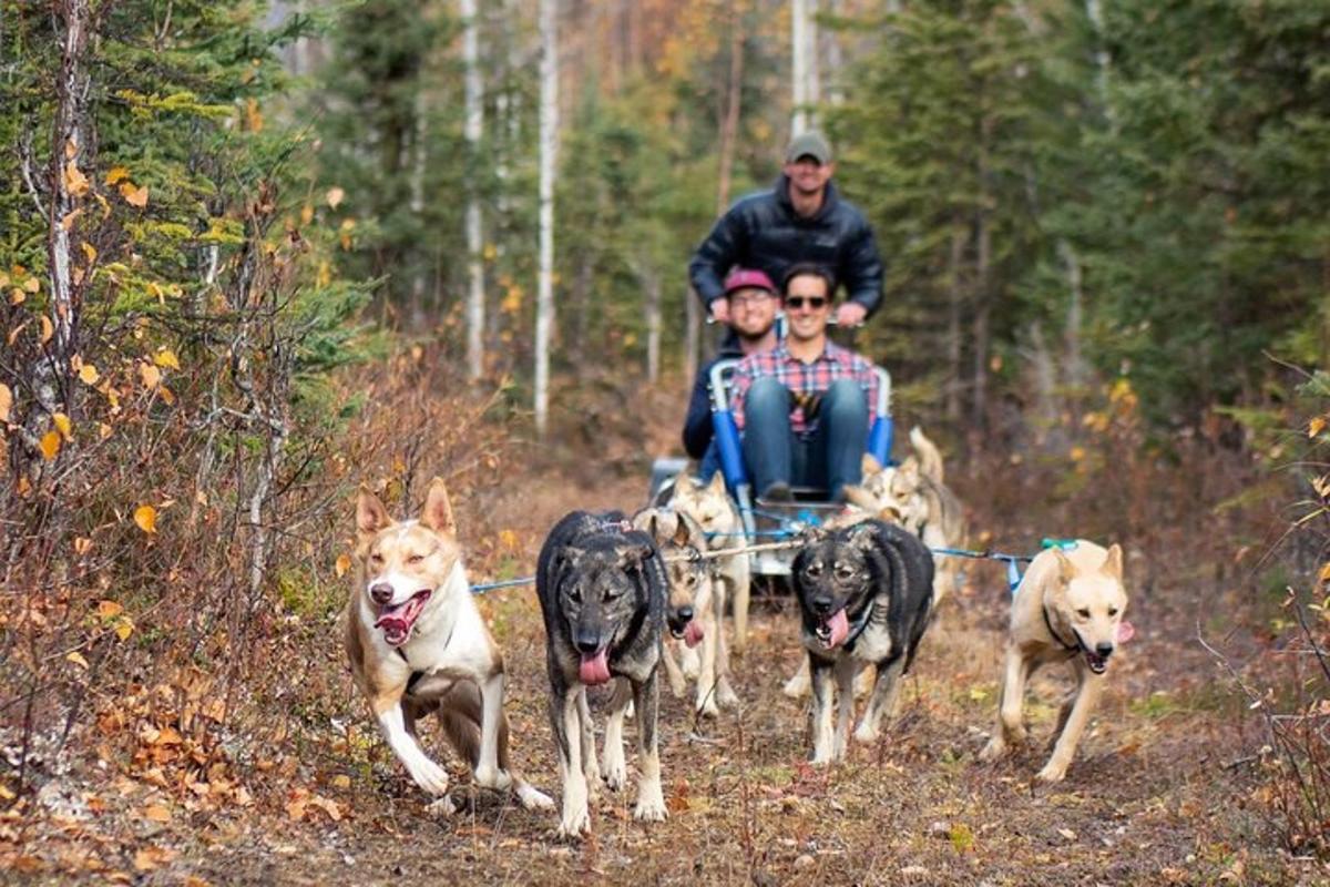 mies ja kaksi lasta koiran vetämässä kärryssä