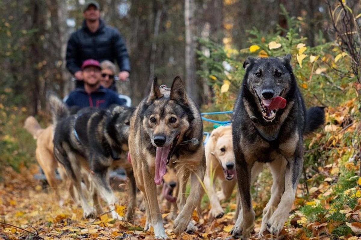koiraryhmä juoksee metsässä