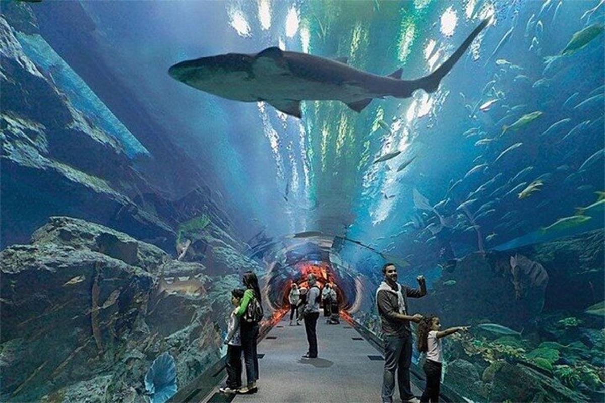 a group of people looking at a shark in an aquarium