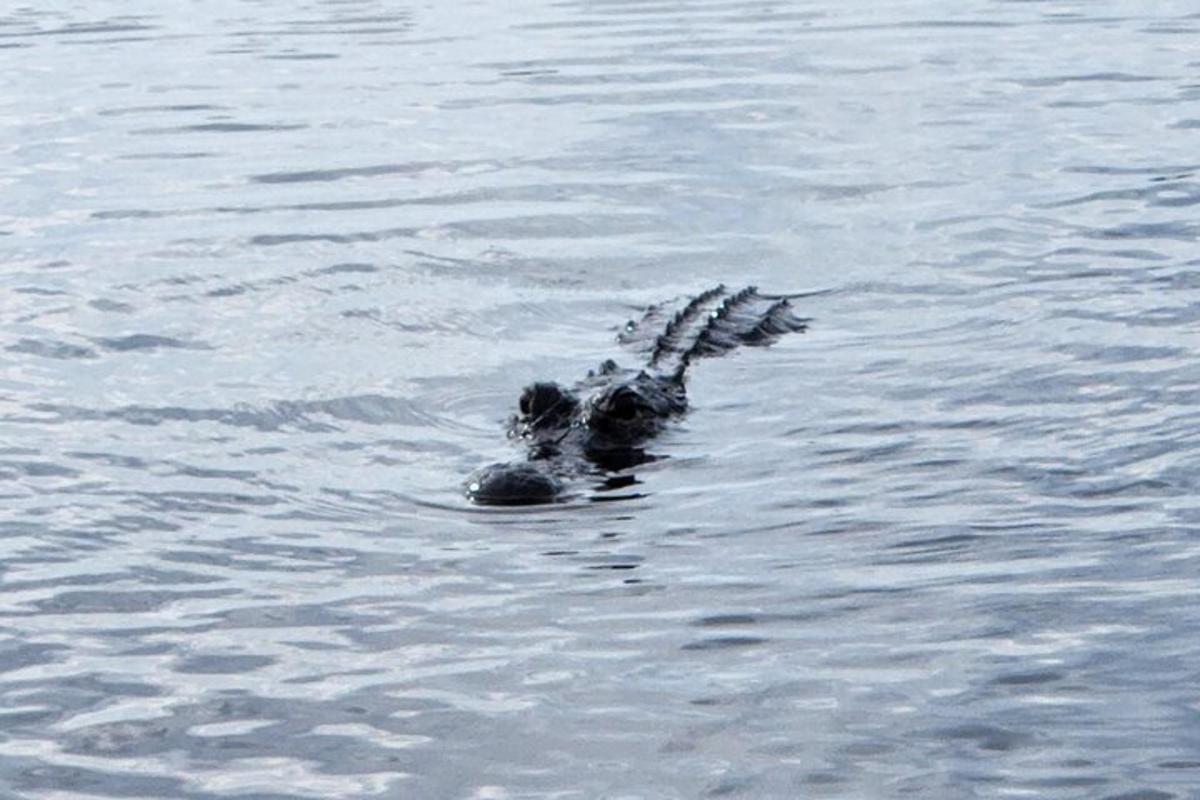 птах, що плаває у водоймі