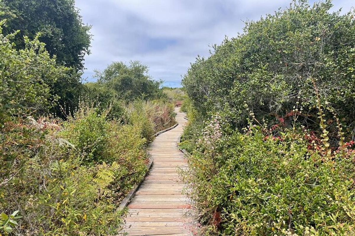 a wooden path through a field with trees and bushes