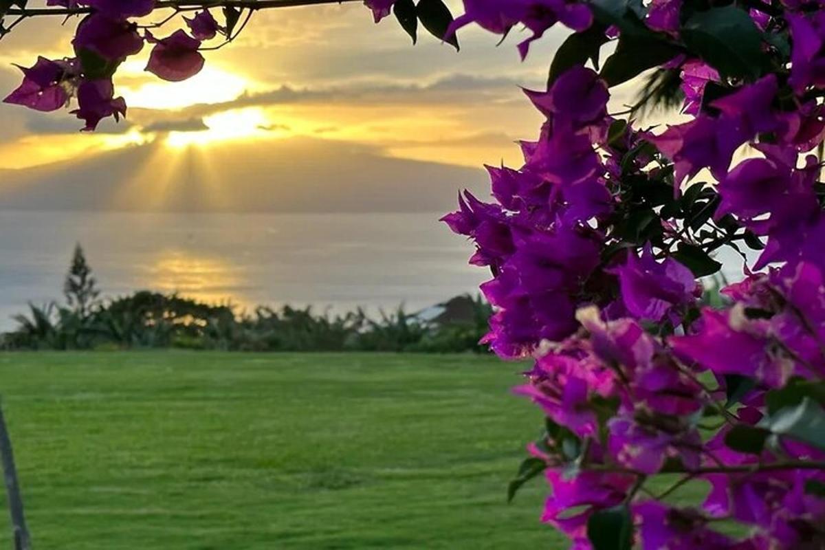 un cespuglio con fiori viola con il tramonto sullo sfondo