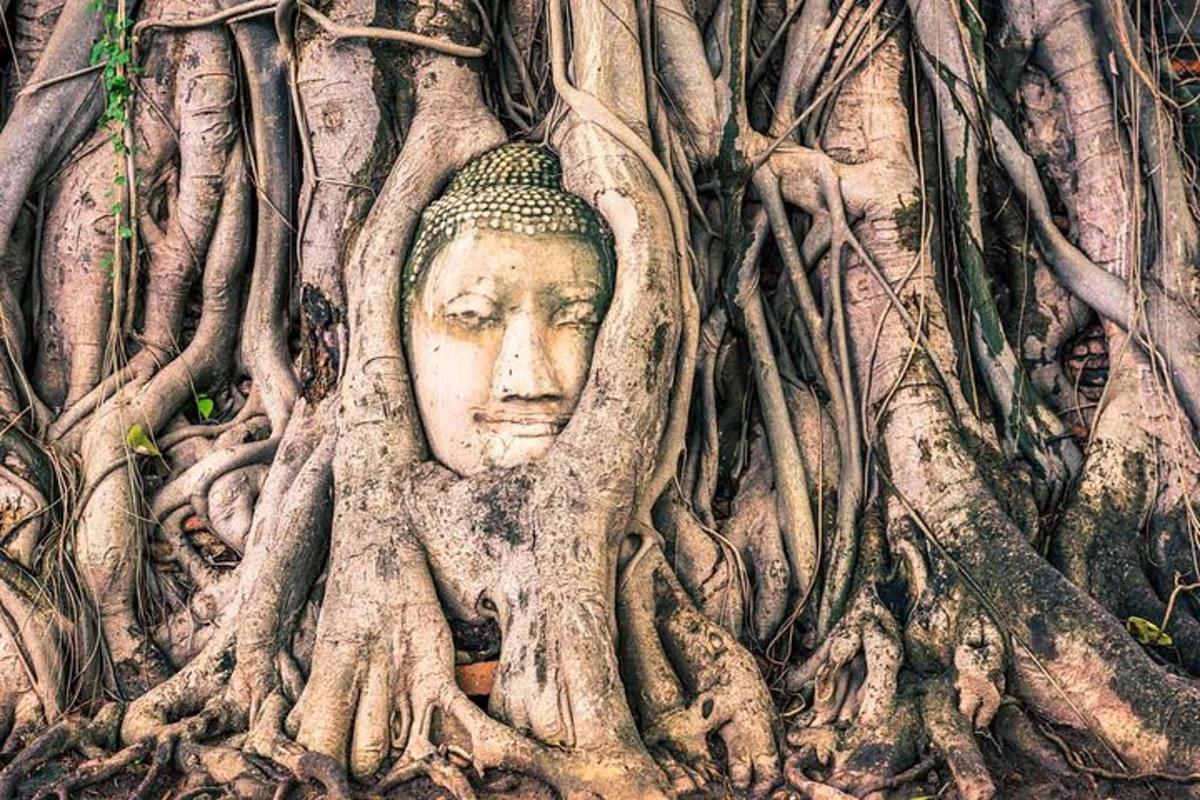 una testa nelle radici di un albero di una statua