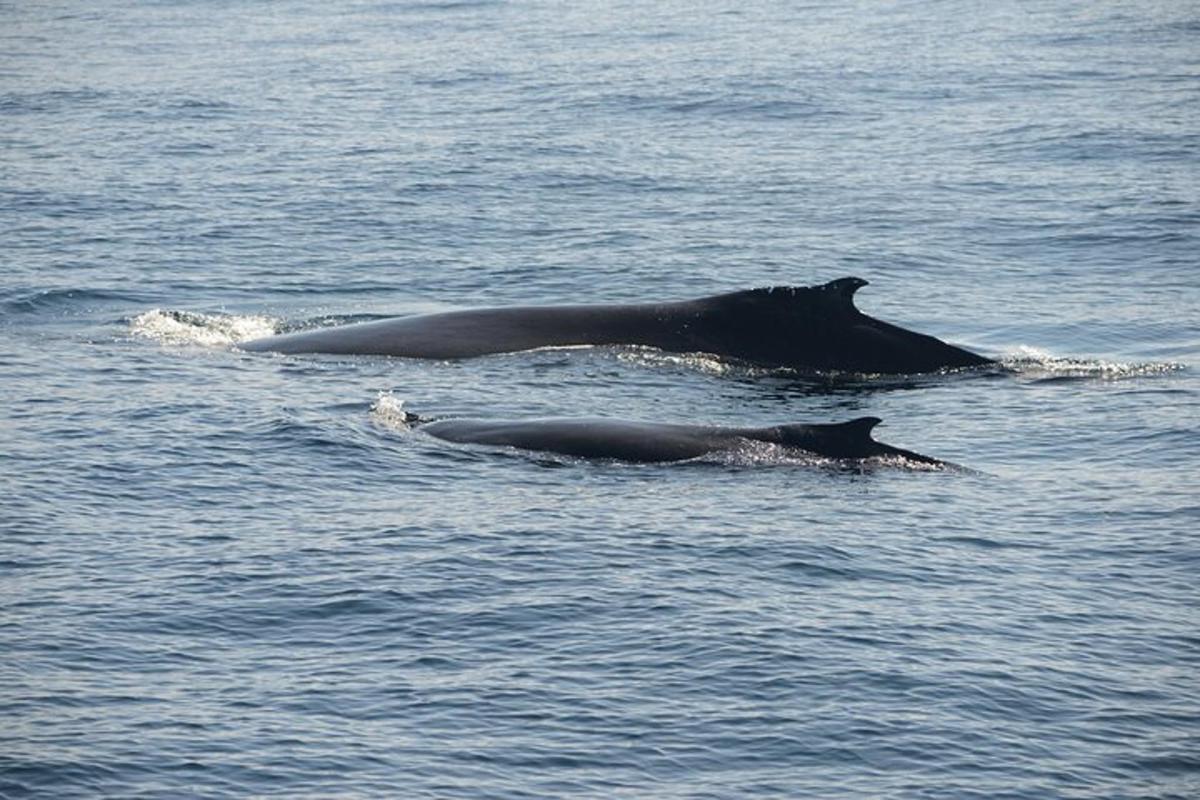 dos delfines nadando en el agua