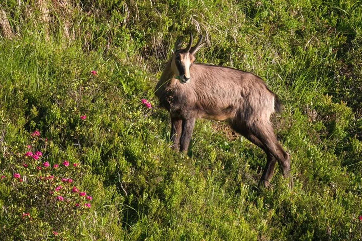 Observation animalière guidée à Megève avec pique-nique, 8 h – photo 2