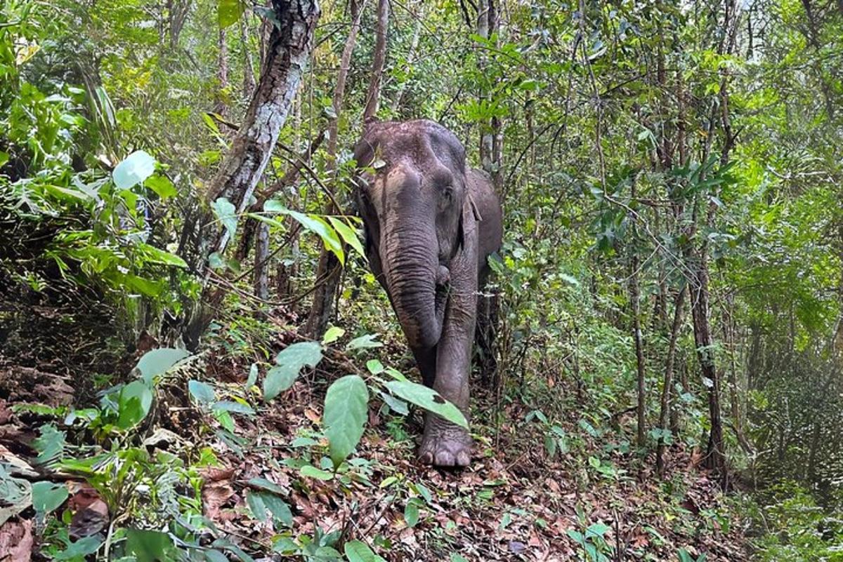 an elephant walking down a trail in the woods