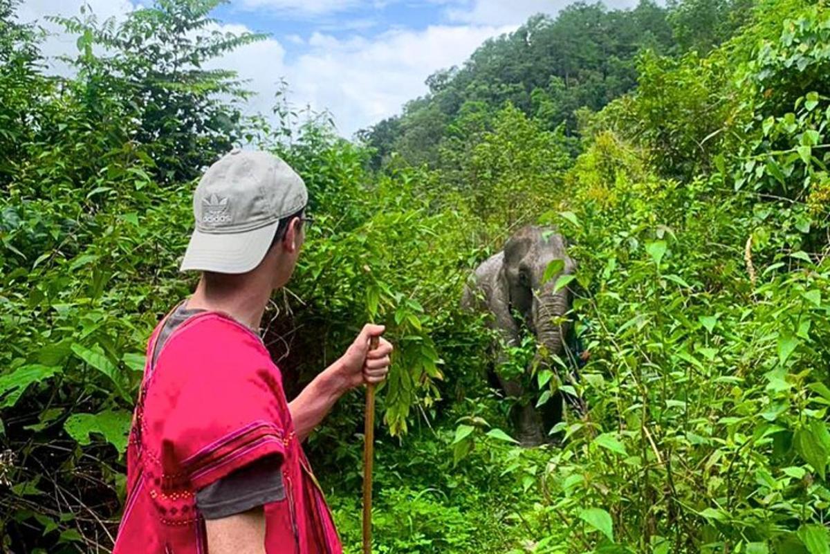 a man is looking at an elephant in the forest