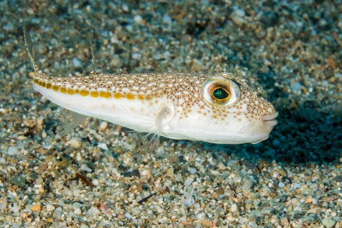 brúnn og hvítur fiskur í sandinum