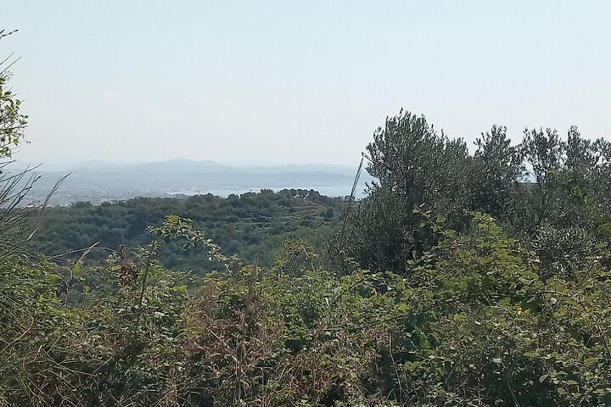 una vista di una collina con alberi in lontananza