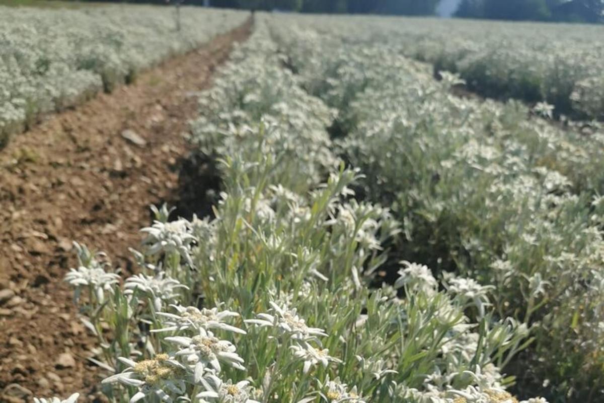 pole bílých květin na prašné cestě