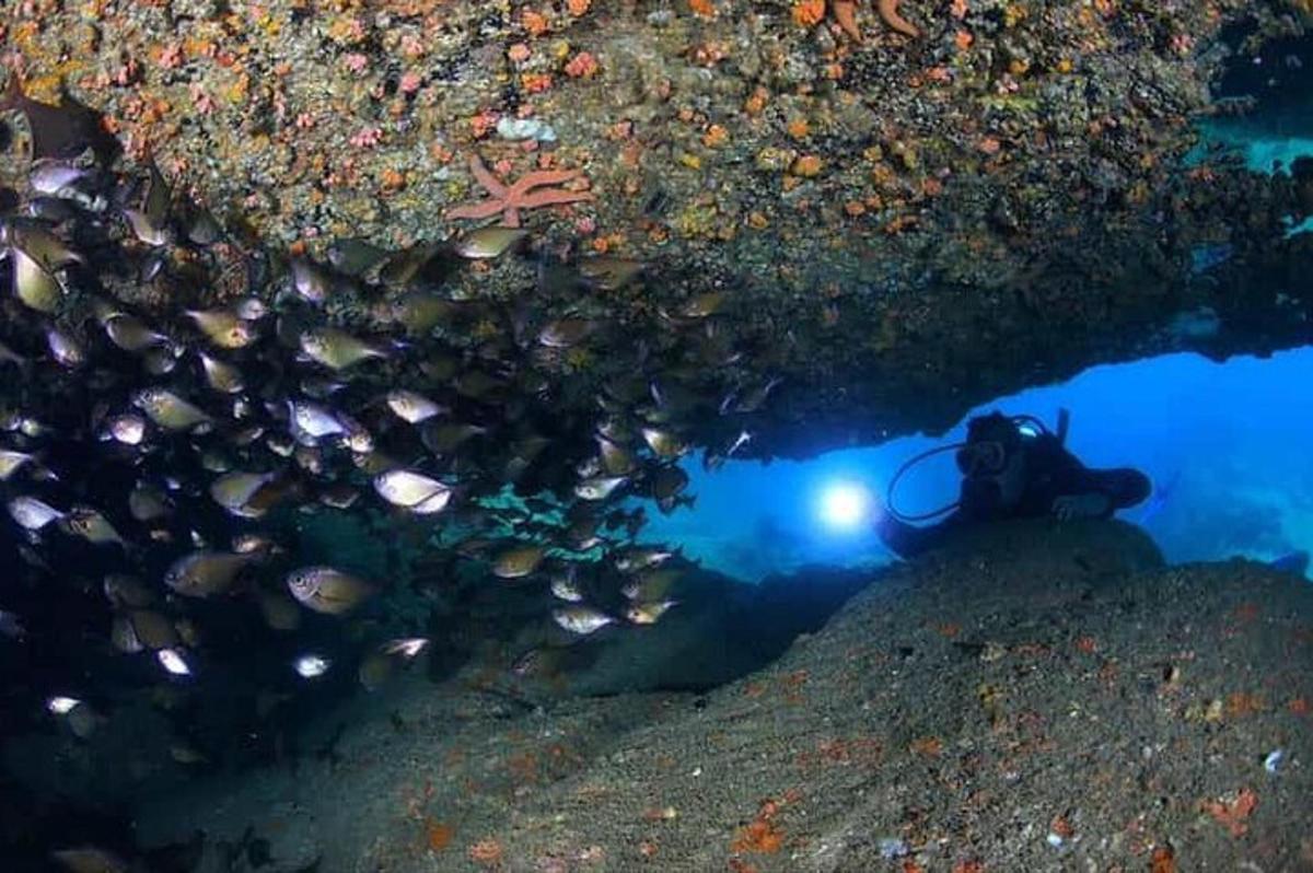 ein Fotograf im Wasser mit einer Kamera und einigen Fischen