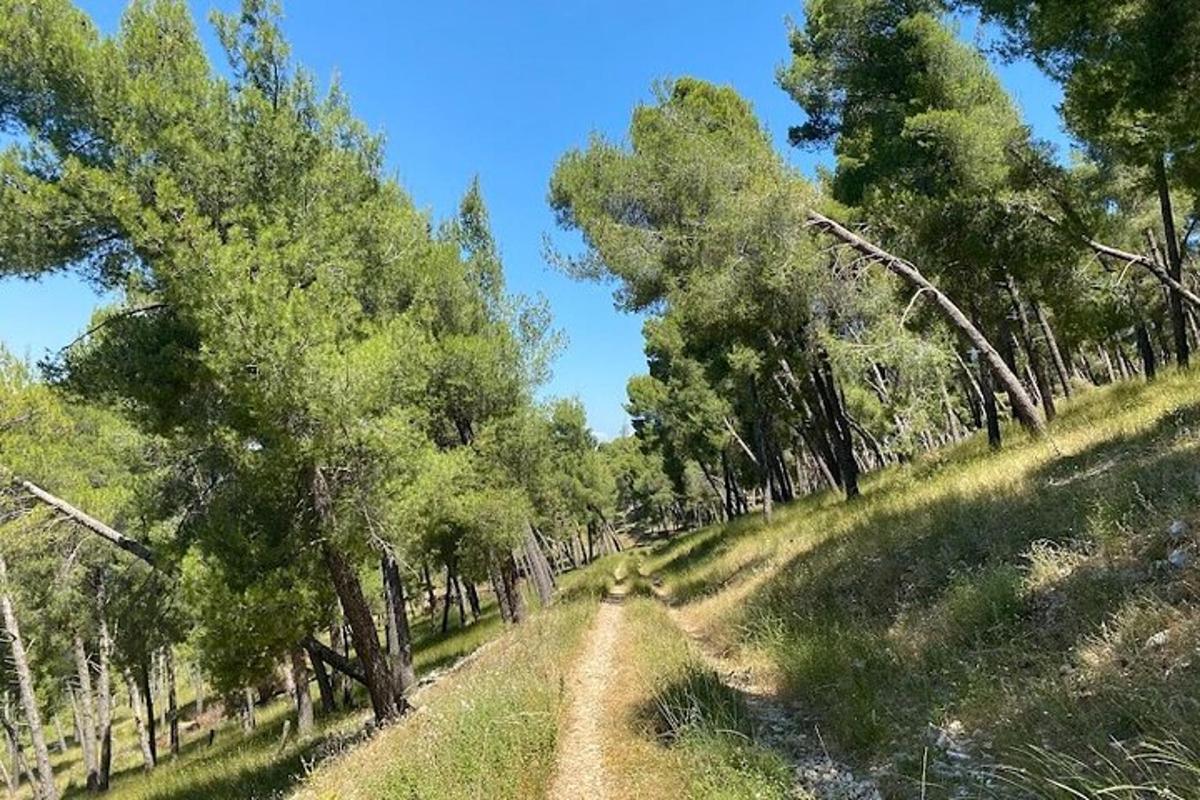 una strada sterrata attraverso una foresta con alberi