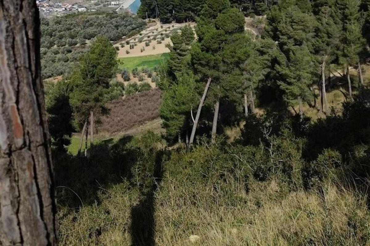 una vista dall'alto di un vigneto in un campo con alberi