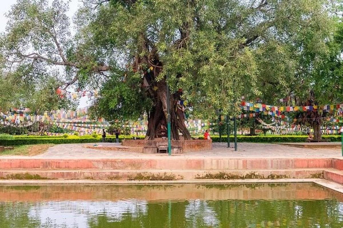 公园里水边的一棵树