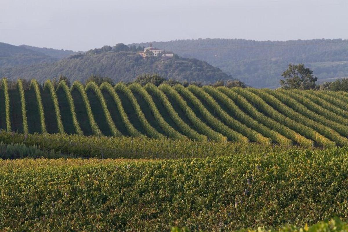 um vinhedo com um cacho de uvas verdes