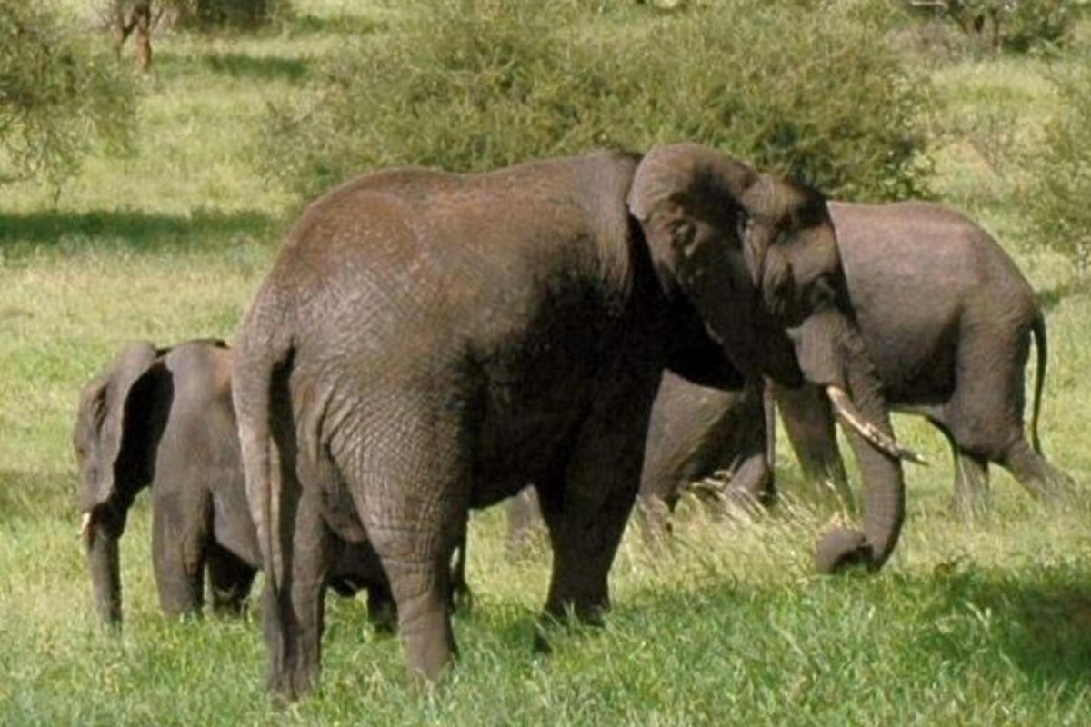 a group of elephants standing in a field