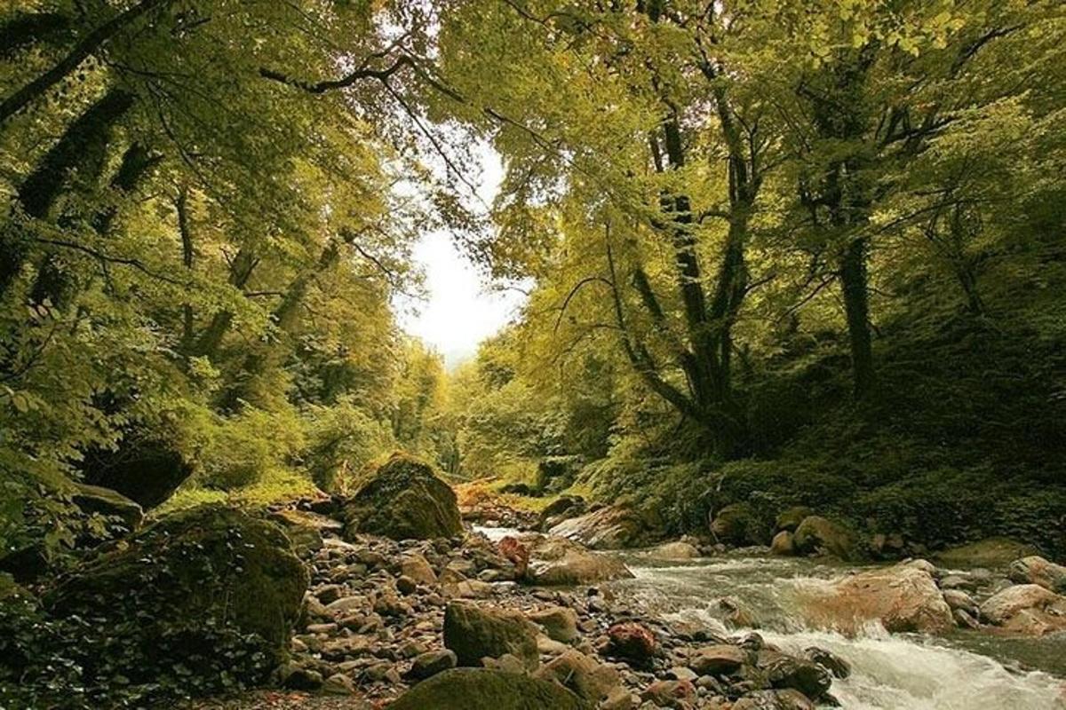 jõgi metsas, kus on kivid ja puud