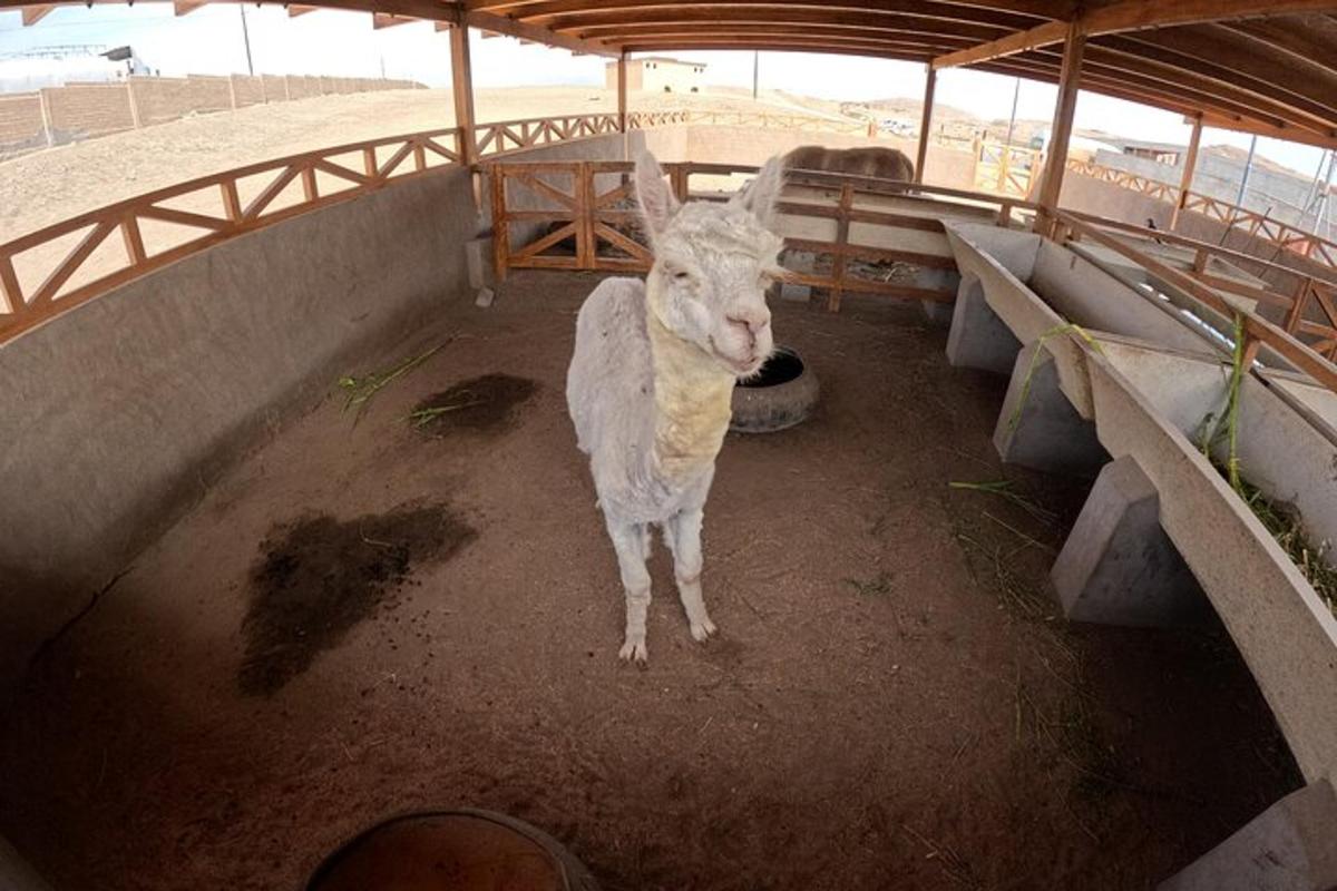 a sheep standing in a stall in a building
