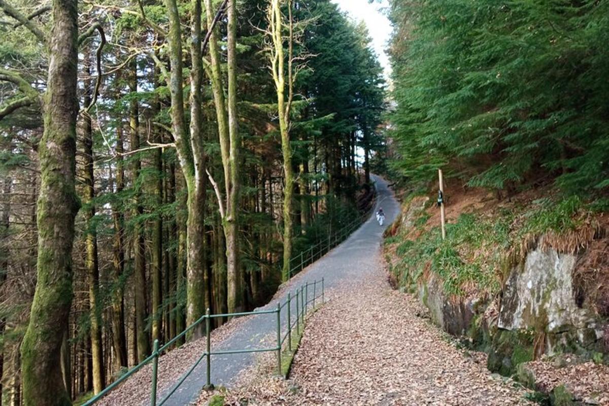 a path in a forest with trees and a fence