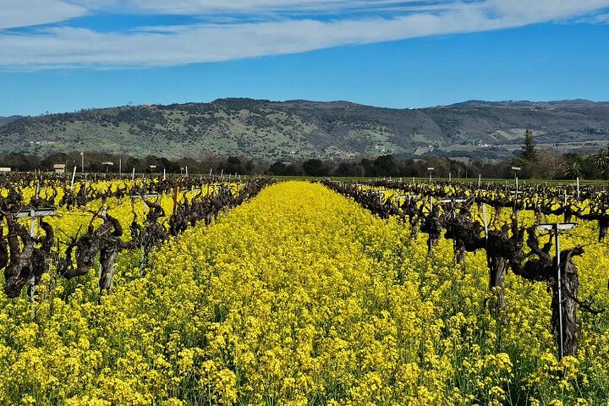 ein Feld mit gelben Blumen in einem Weinberg
