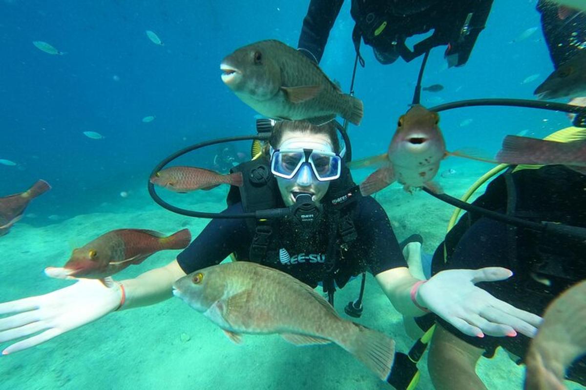 魚に囲まれた水中のダイバー