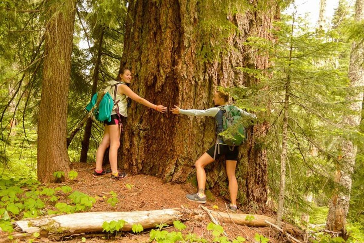 doi oameni stând în jurul unui copac în pădure