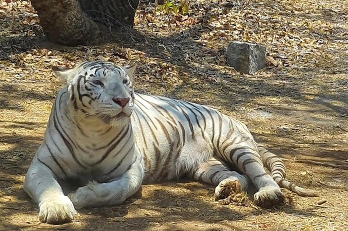 a white tiger laying down on the ground