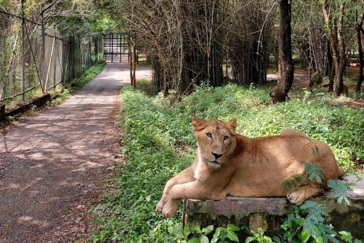 a lion laying on the grass next to a dirt road