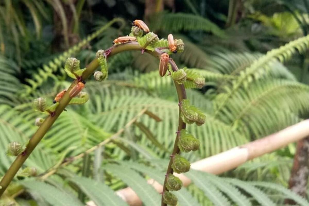 Un primer plano de una planta con hojas verdes.