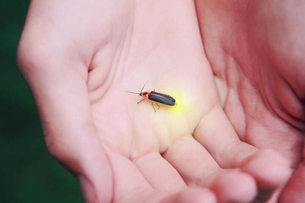 a small beetle sitting on the palm of a hand